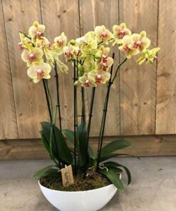 Coupe met Orchideeën