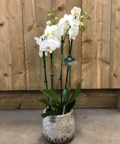 Orchidee met sierpot
